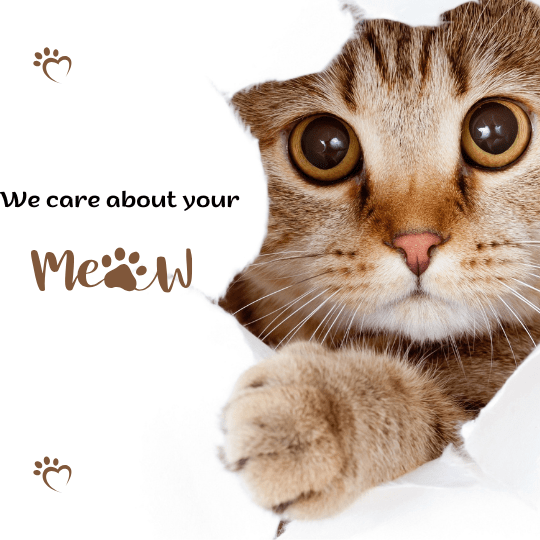 Taming Kitty Tantrums: Solving Cat Behavior Problems!